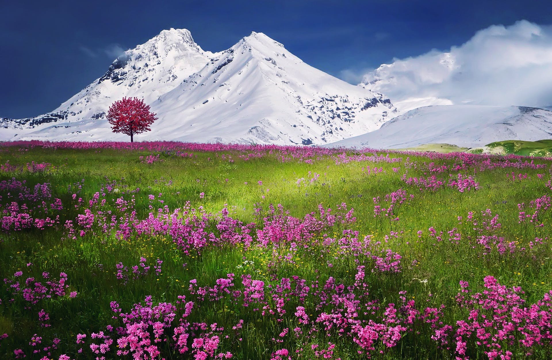 Meadow of pink flowers in-front of snowy mountain